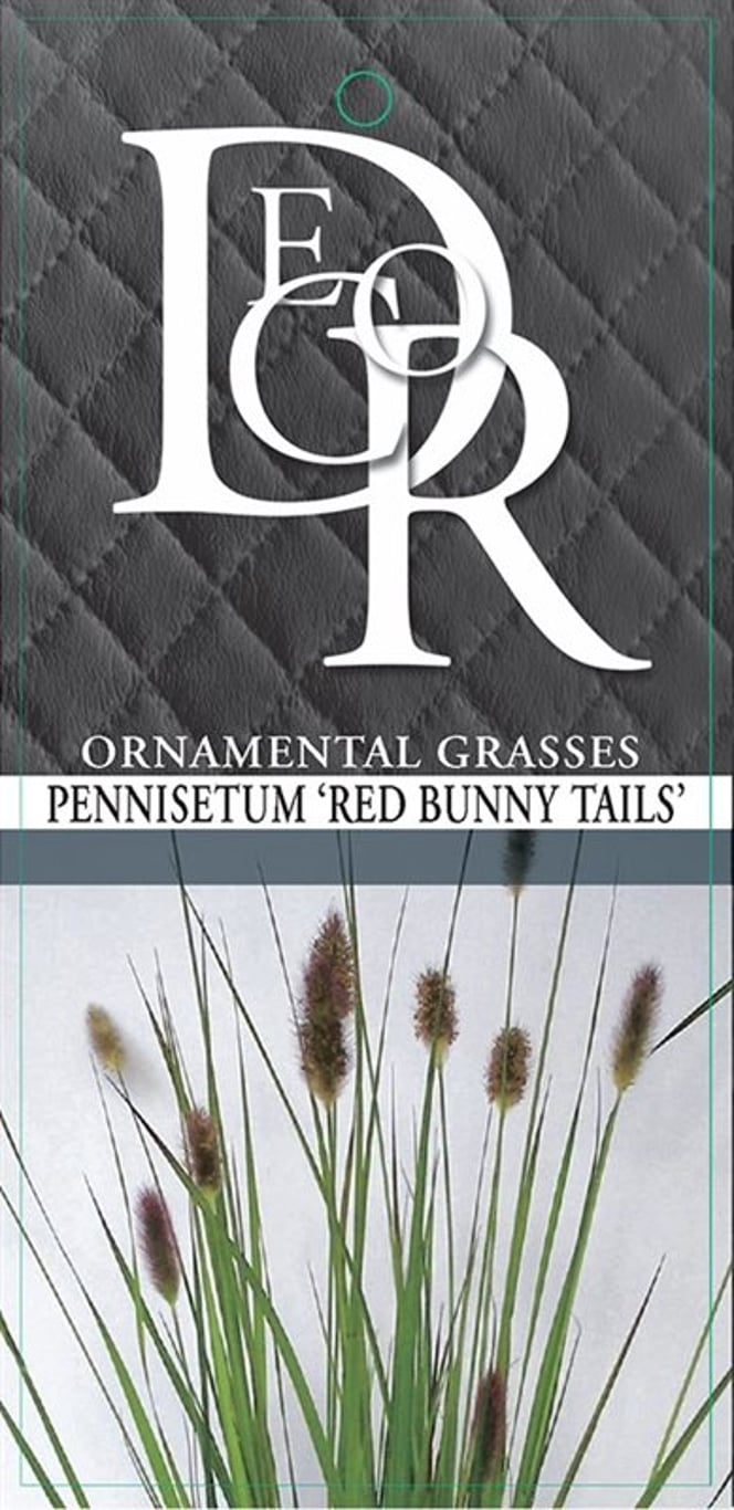 Pennisetum massaicum 'Red Bunny Tails' - C2